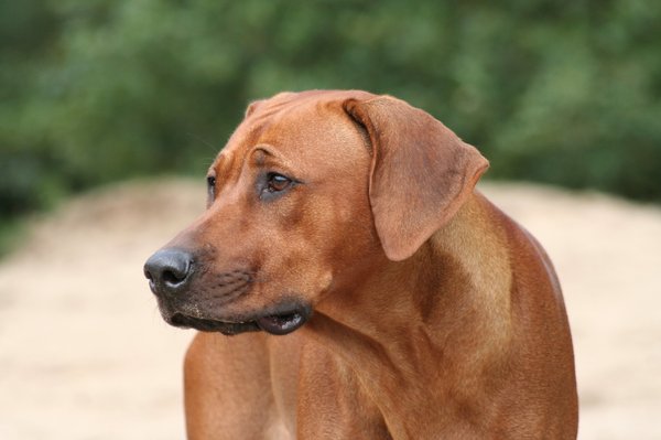 Rhodesian Ridgeback
