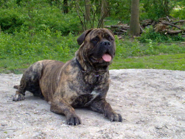 Bullmastiff