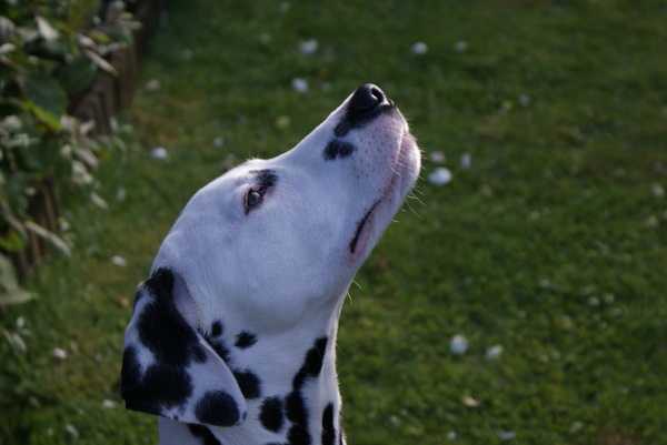 Dalmatische hond