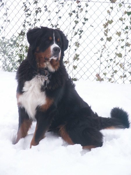 Berner Sennenhond