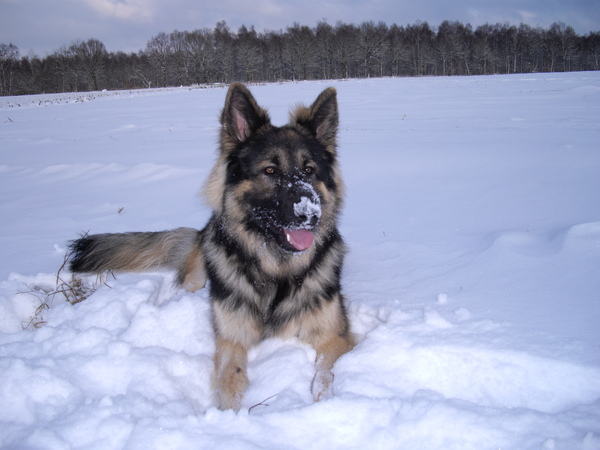 Oud Duitse Herdershond