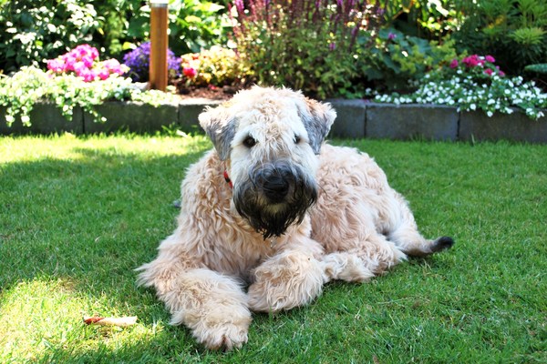 Irish Softcoated Wheaten Terriër