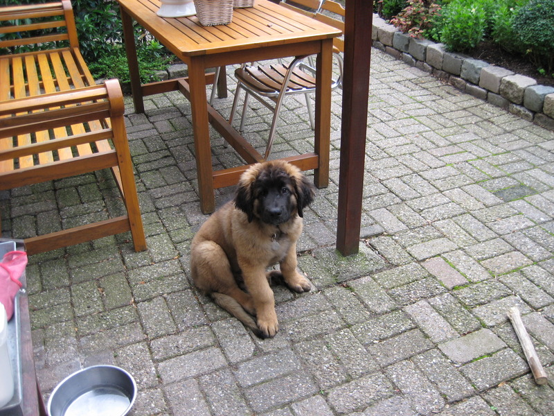 Leonberger