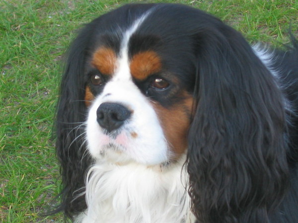 Cavalier King Charles Spaniel