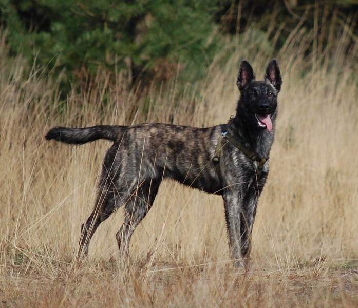 Hollandse Herdershond