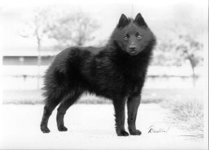 Schipperke