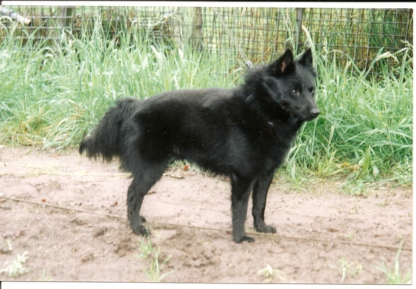 Schipperke