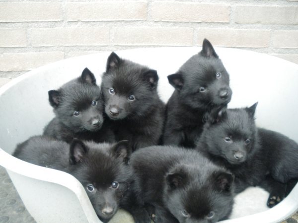 Schipperke