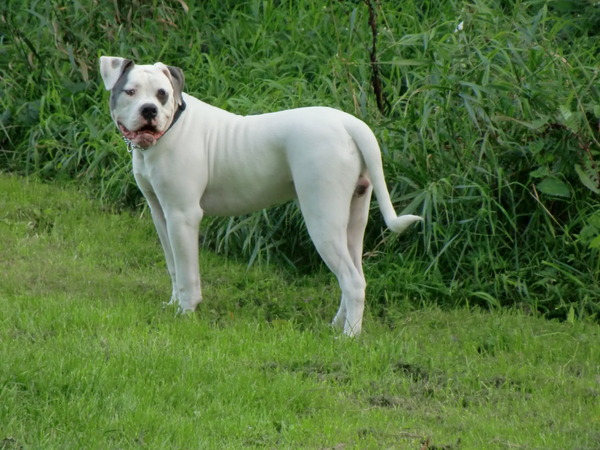 Amerikaanse Bulldog