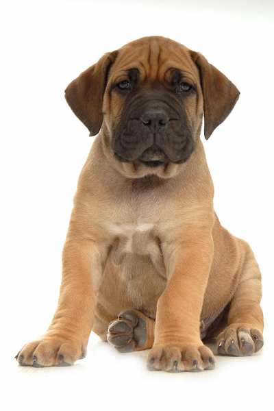 Boerboel