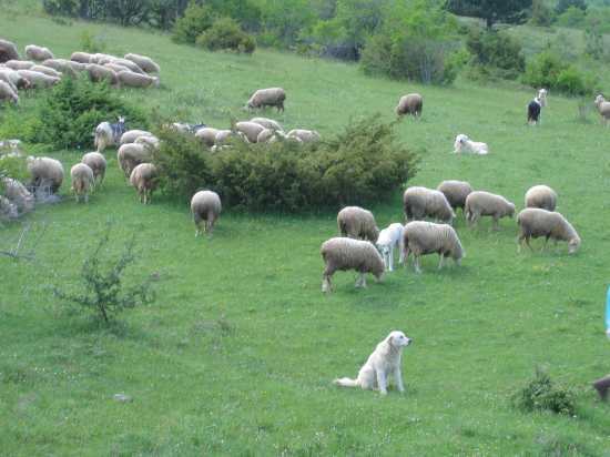 Berghond van de Maremmen en de Abruzzen