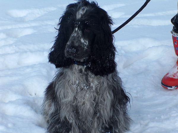 Engelse Cocker Spaniel