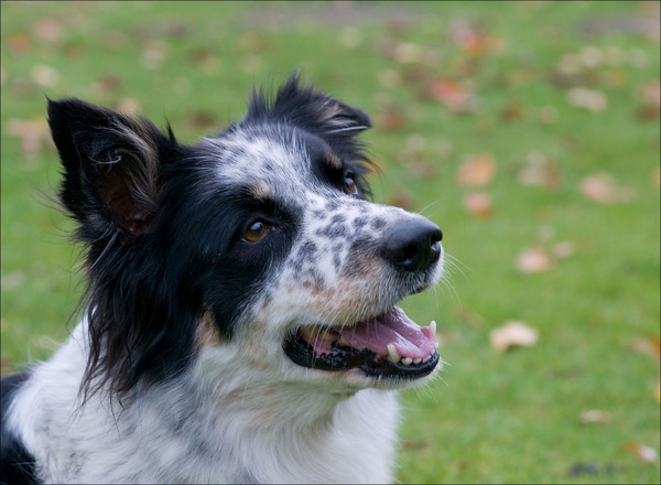 Border Collie