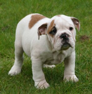 Engelse Bulldog
