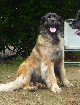 Leonberger