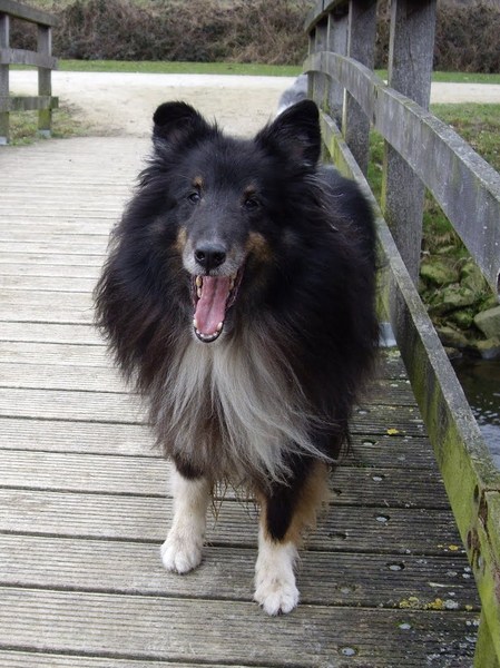 Sheltie