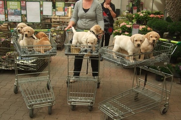 Baloe met broertjes en zusjes naar de intratuin