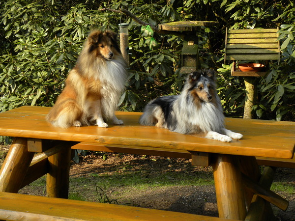 Sheltie