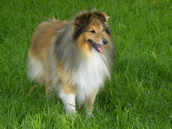 Sheltie