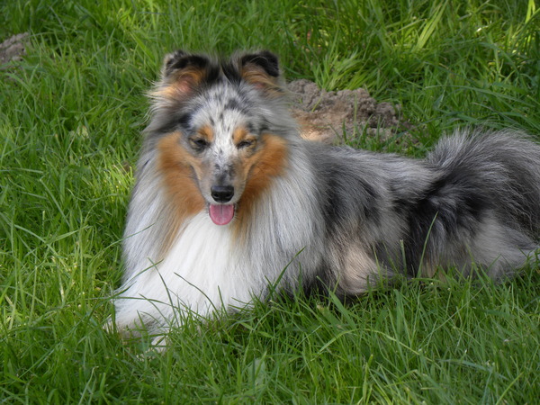 Sheltie