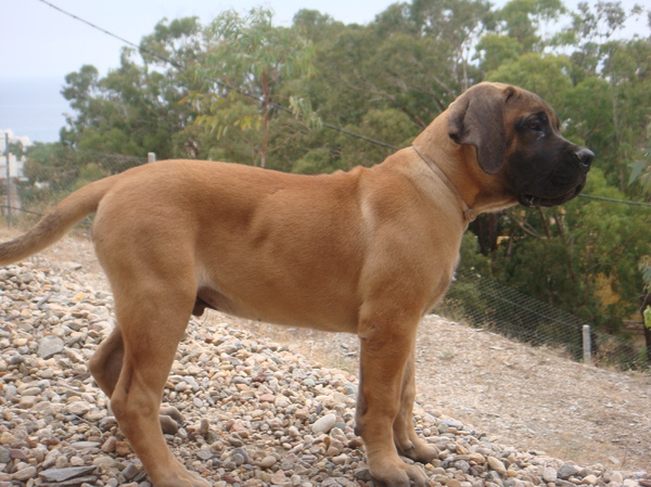 Boerboel
