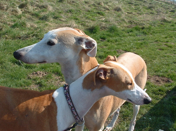Galgo Español