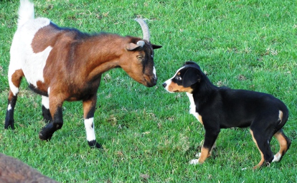 Appenzeller Sennenhond