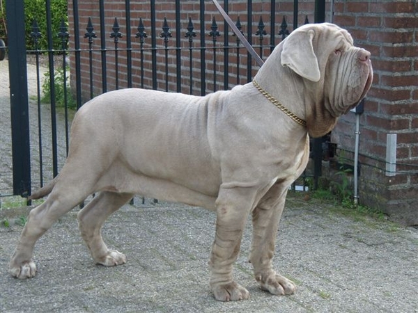 Mastino Napoletano