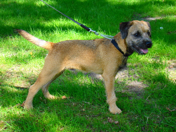 Border Terrier