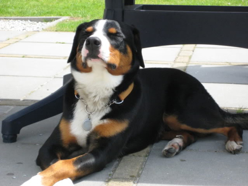 Appenzeller Sennenhond