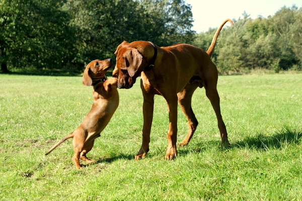 Rhodesian Ridgeback