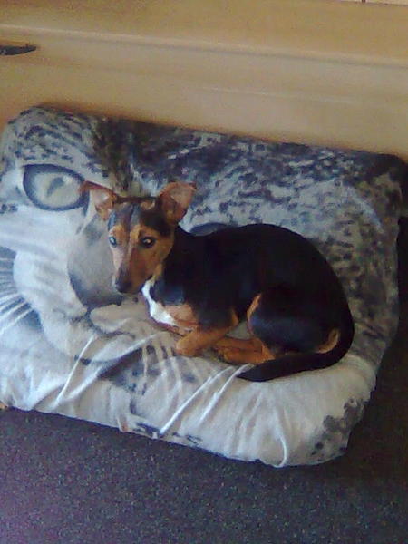 mijn hond ligt lekker lui op zijn hondenkussen