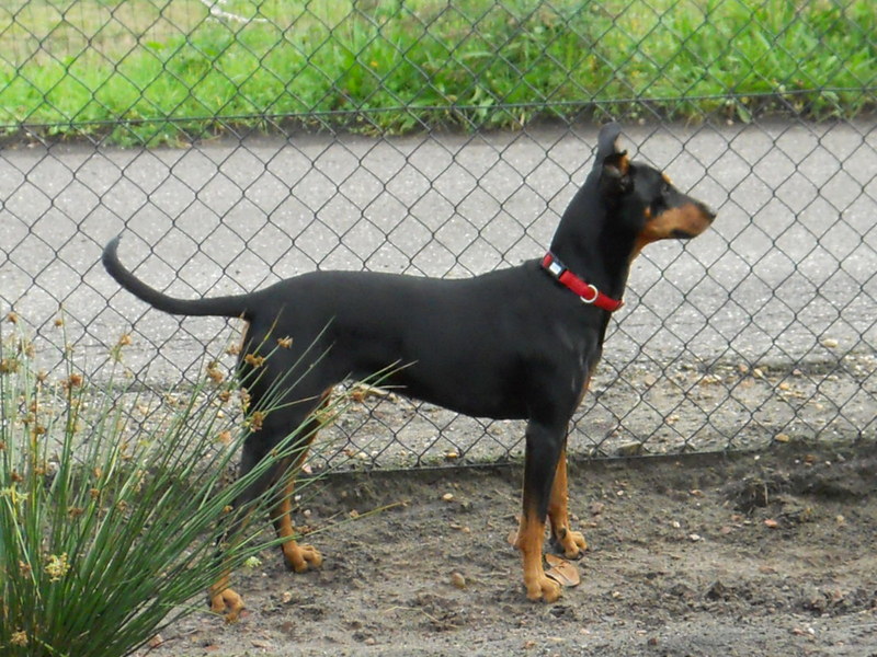 Duitse Pinscher