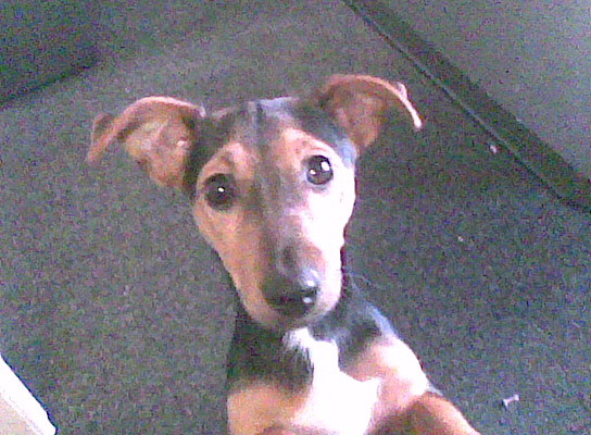 Mijn hond voor de camera