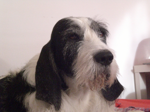 Griffon Blue de Gascogne