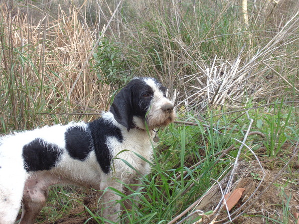Griffon Blue de Gascogne