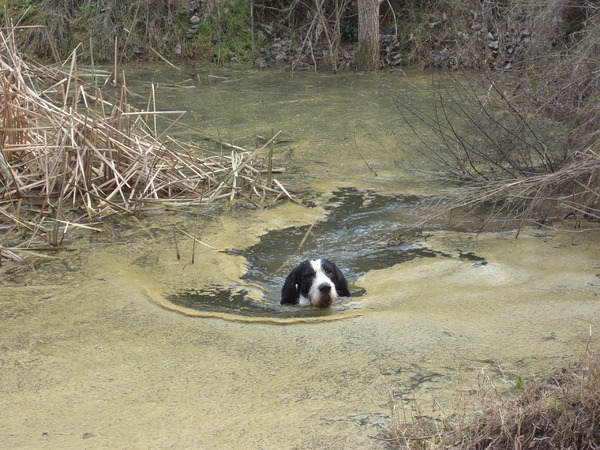 Griffon Blue de Gascogne
