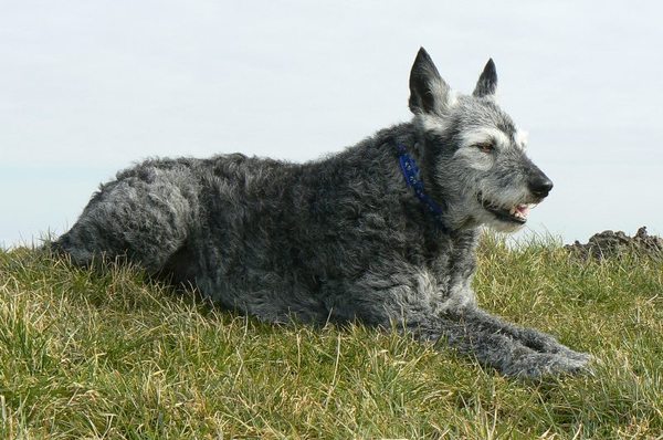 Hollandse Herdershond