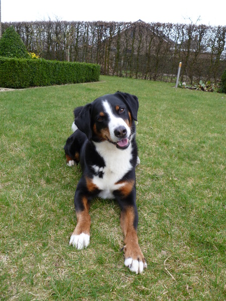 Appenzeller Sennenhond