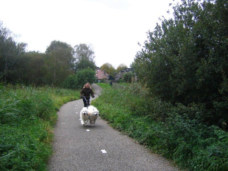 sleede training met pool honden