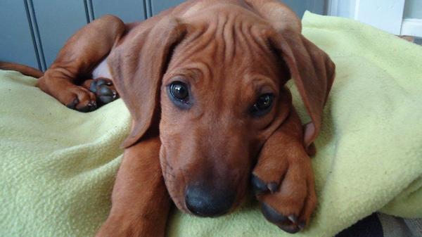 Rhodesian Ridgeback