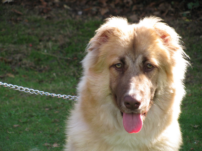 Kaukasische Owcharka