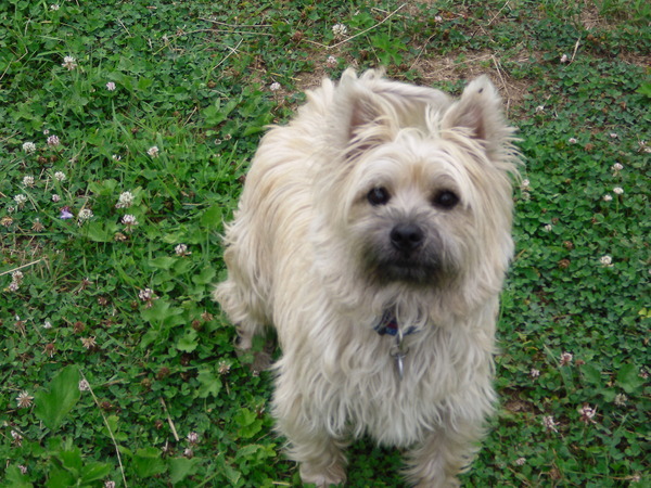 Cairn Terrier