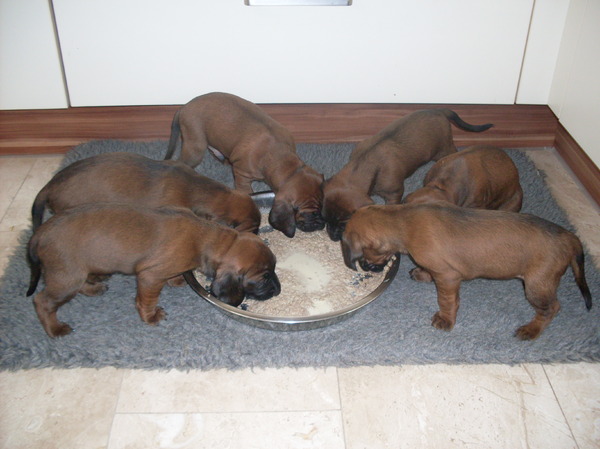 Bayerischer Gebirgsschweisshund