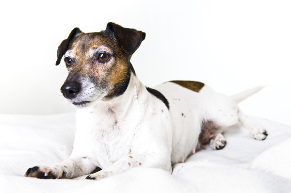 Jack Russell Terrier