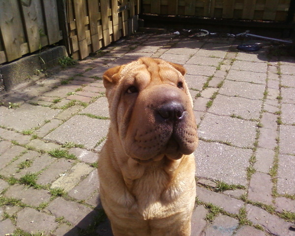 Shar Pei