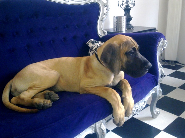 Duitse Dog