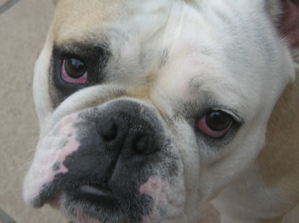Engelse Bulldog