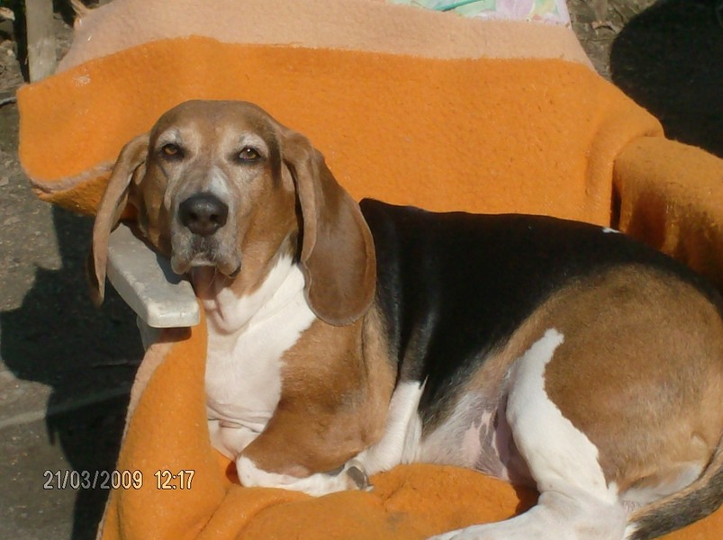 Basset Artesien Normand