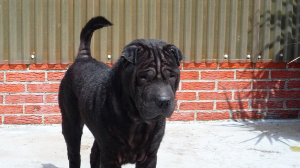 Shar Pei